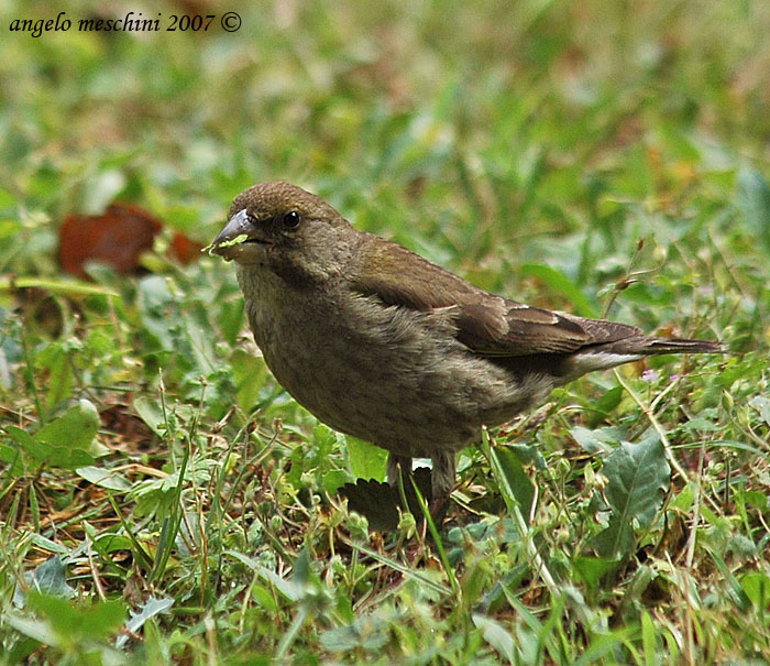 Verdone. Carduelis chloris